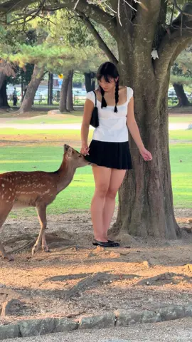 Foreign Girl’s Deer Love 💕🦌 | Nara Park Japan Travel #narapark #deer #nature #Love 