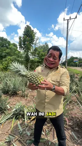 Panen nanas di Desa Panca Desa… nanasnya manis, yang nanam makin manis lagi katanya 😜 Petani happy, hasilnya bikin ngiler😁😁 #petanibangkit #askolanijasi #banyuasinterkini 