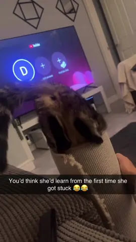#crazycat #funnytiktok #catlover #fyp #following
