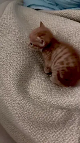 orange🥰#catlover #cute #catbaby #catsoftiktok #kitten 