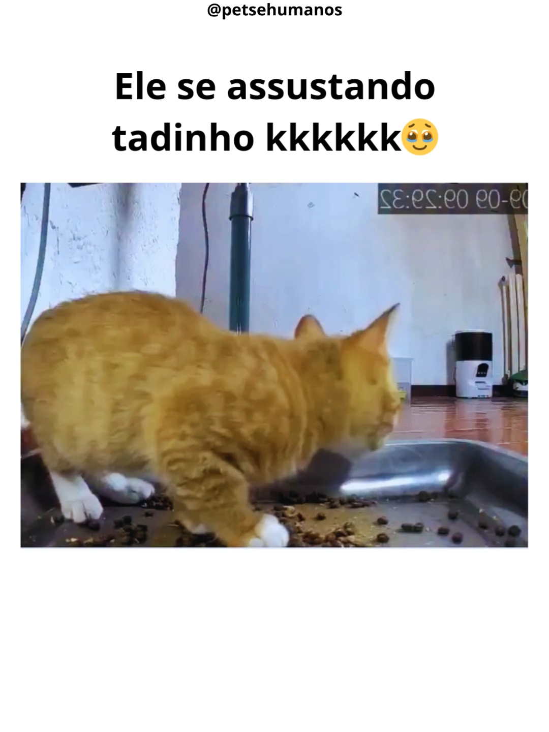Ele se assustando tadinho kkkkkk 🥹 #animaisengraçados #cachorro #gato