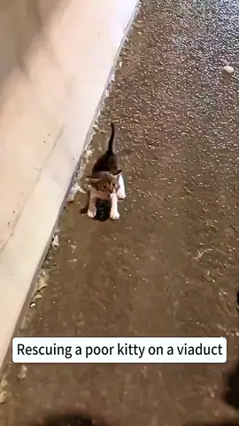 How scared the cat was #pets #kittycat #foryoupage #PetsOfTikTok #pet #cutecat #cutecat #catlover #fyp 