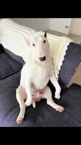 Zeus with his lipstick out 💄🤣🤣 #bullterrier #bullterrierlover #bullterrierlife #fyp #bullterriersoftiktok 