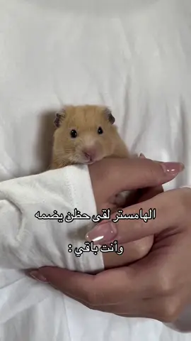 #قطط #roblox #fypシ #ميمز #hamster 