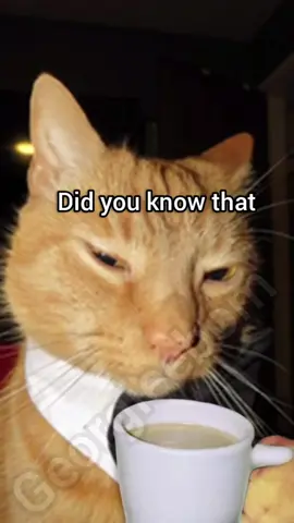 Did you know #cat #funny #meme #georgieebom #fyp 