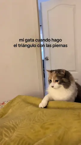 Ella lo exige #gato #chile #cat 