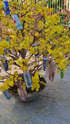 CÂY MAI NGÀY TẾT Trang trí cây mai mà mọi nhà đều khoái #fyp #tet 