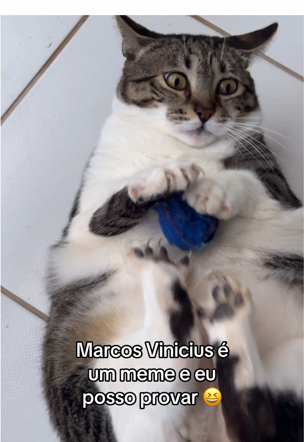 Marcos Vinicius é um meme e eu posso provar 😆 #gatosgraciosos #gatostiktok #gatosfofos #gato #humortiktok 