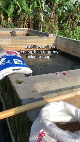 target tidak akan selesai, krna selesai 1 pasti punya target selanjutnya😅 #alfarfarm #petanilele #ikanlele 