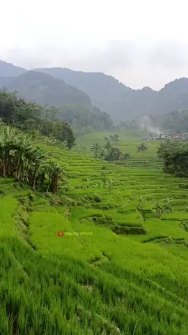 fokus biar gak gagal nanjak #rurallife #sawah #real #suasana #teraseringcisalada 
