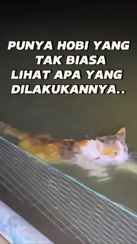 Kucing Pintar Penjaga Kolam Ikan #fyp #movie  #viral #duniasatwa