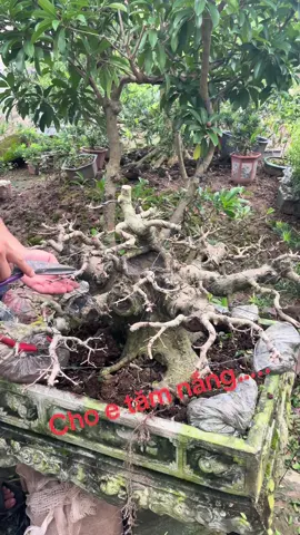 #tunglahanmienbac #câycảnhbonsai #caycanhdep #xuhuong2025🥰 #tunglahanbonsai 