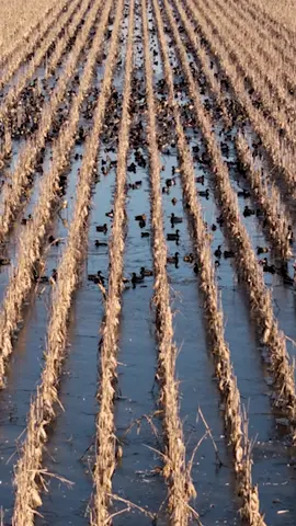 Fighting the freeze #ducks #duckhunting #waterfowl #mallards