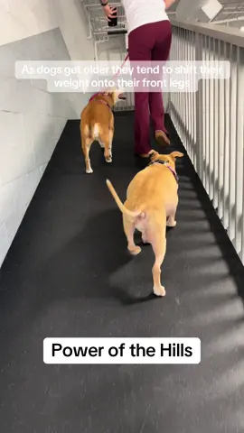 We love hill climbing!  #dog #caninerehabilitation #physicaltherapy #chicago #hillclimb 