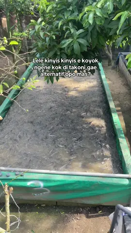 Beda kelas jangan di bahas🤪 #fyp #peternaklele #peternakmuda #lelefullpelet #LCFARM 