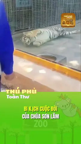 Thương ghê #thuphutoanthu #fyp #trending #dongvat #pet