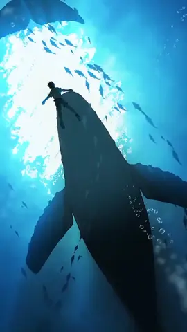 Hình nền chuyển động 4K cả voi xanh #hinhnen #4k #viral #1m #xhhhhhhhhhhhhhhhhhhhhhhh 