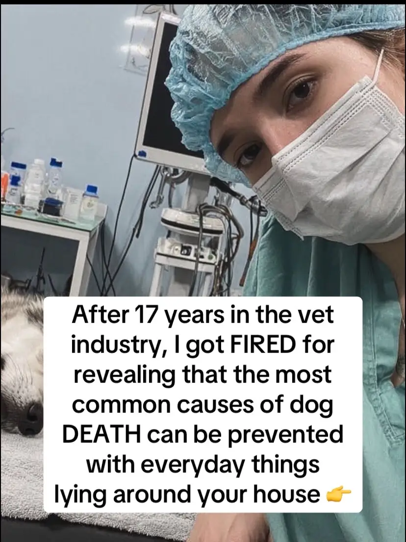#bugmd #usa #manhattan #doghealth 