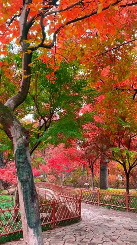 9.18/红叶最长情，一曲寄相思，入目无他人，四下皆是你，与... #内容来源于网络 