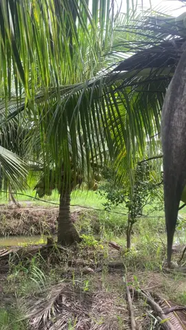 Uống nước dừa đi cả nhà ơi, vừa mát vừa giá thương thương 🥥💚#xuduaquetoi🌴🌴🌴 #mientayquetoi #bentre71🌴🥥 #xuhuong #quetoimientay 