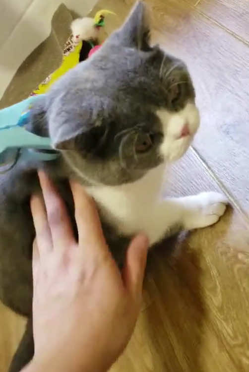 Agility is restrained  #fypシ #funny #pet #cat #fypシ゚ #funnycat #fyp #cats #funnycats #tiktok 