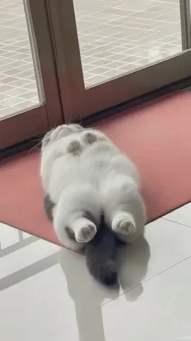 ก็ฉันมันง่วงนอนน 💤 #catsoftiktok  #viral #cat #แมว  #xiaoyun0329