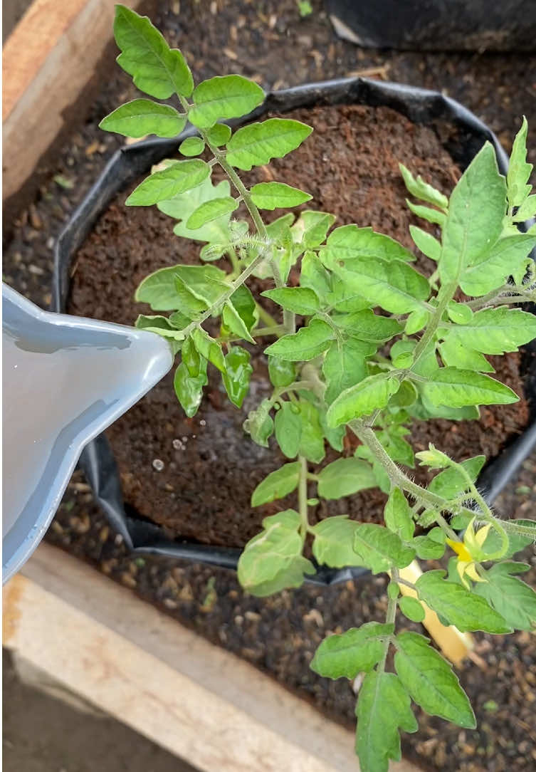 Masih kecil, udah berbunga. Sehat sehat sampai panen ya, Mat, Tomat 🍅  Masih day 1 ngonten. Bantu follow ya sobat 🌱 #berkebun #berkebundirumahaja #gardening #harvest #fyp 