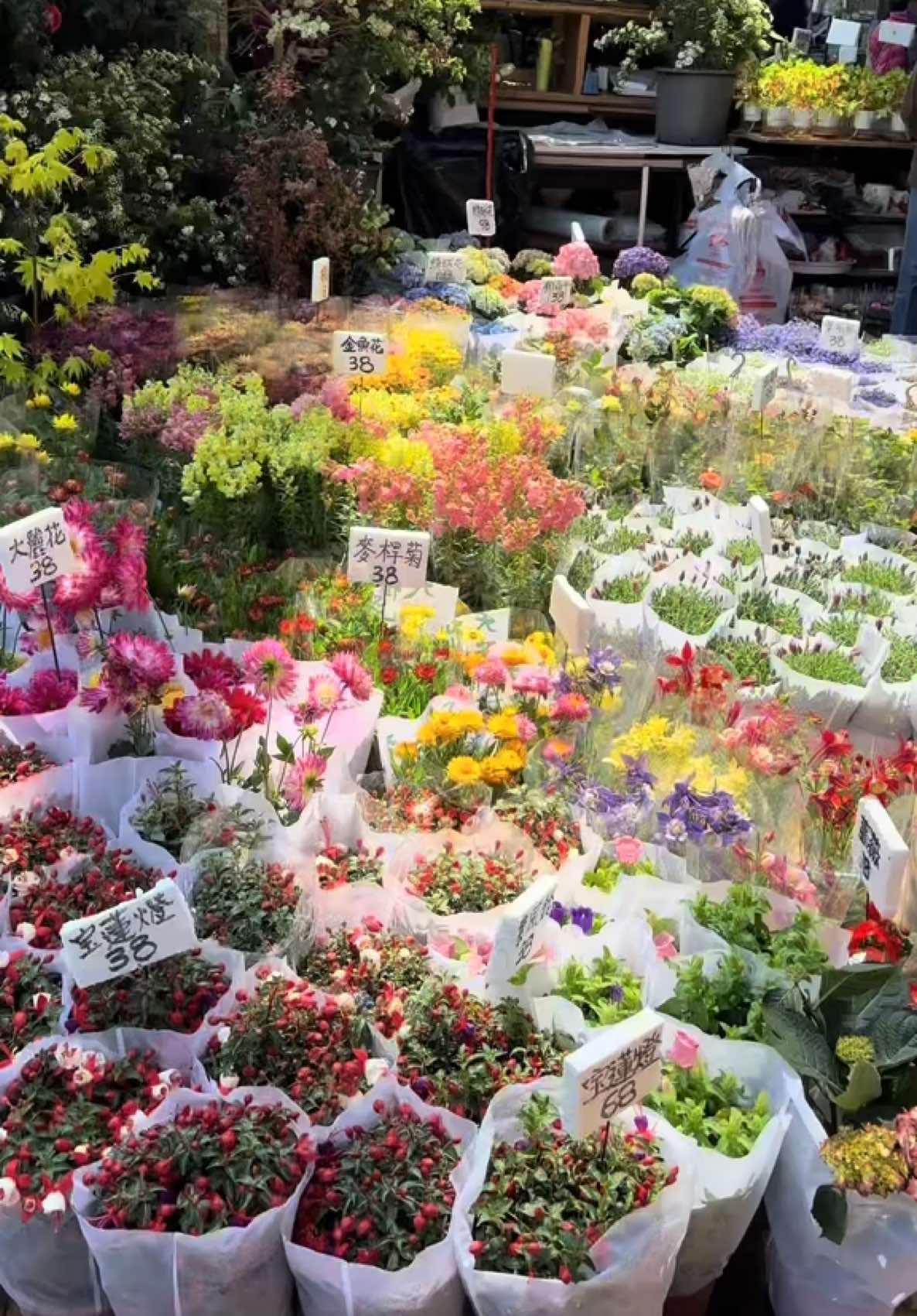 Bloom where you are planted 🌸 #fyp #flowers #flower 