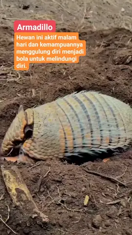 Lihatlah tingkah lucu dan unik hewan ini, menggali tanah dan mengubur dirinya🤔😱 #reels #duniahewan #armadillo #unikdanlucu #foryou 
