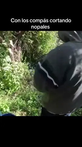 #elreydelasbromas #losdetamaulipas 