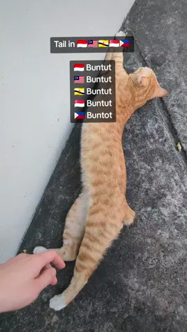where is your Buntut/Buntot meowmie 🤔🤔