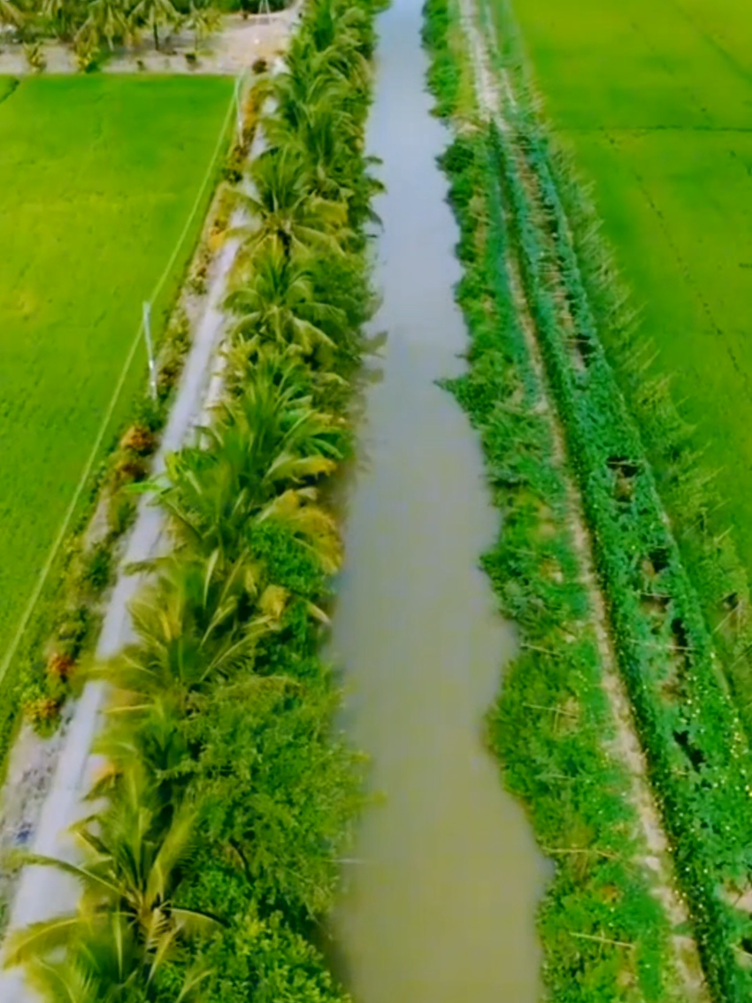 Cây Cầu Dừa  ...!!!                                                                                     Nhạc không lời                                                                                 My love 💜💜                                                                #xuhuongtiktok #nhachaymoingay #bolero #foryou #CapCut 