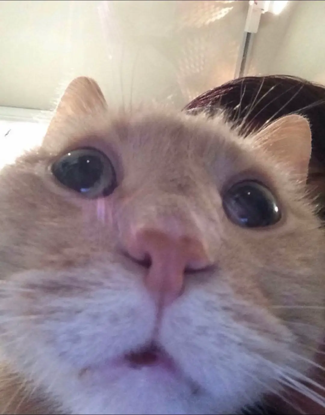 #rec #fyp #animefyp #waifu 