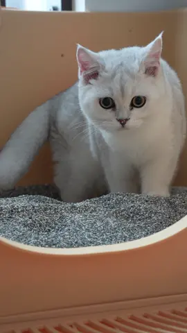 Tag a friend who needs to see this #cat #fyp #cute #tiktok #kitty 