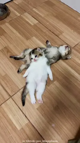 lucunya lagi mager  #cats #kucinggemoy #kitten #cat #kucingtiktok 