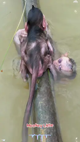 Tow little monkeys are learning to swim 🏊‍♀️🥰🐒 #monkey #monkeydluffy #dogsoftiktok 