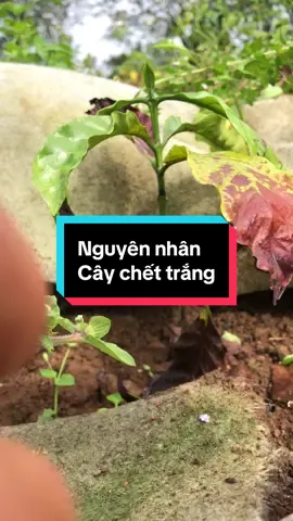 Nguyên nhân cây chết trắng và “Bí quyết phục hồi 800 cây cà phê con yếu#TrungCoffee #CaPheCon #BiQuyetPhucHoi #BonPhanDungCach #NongNghiepXanh  