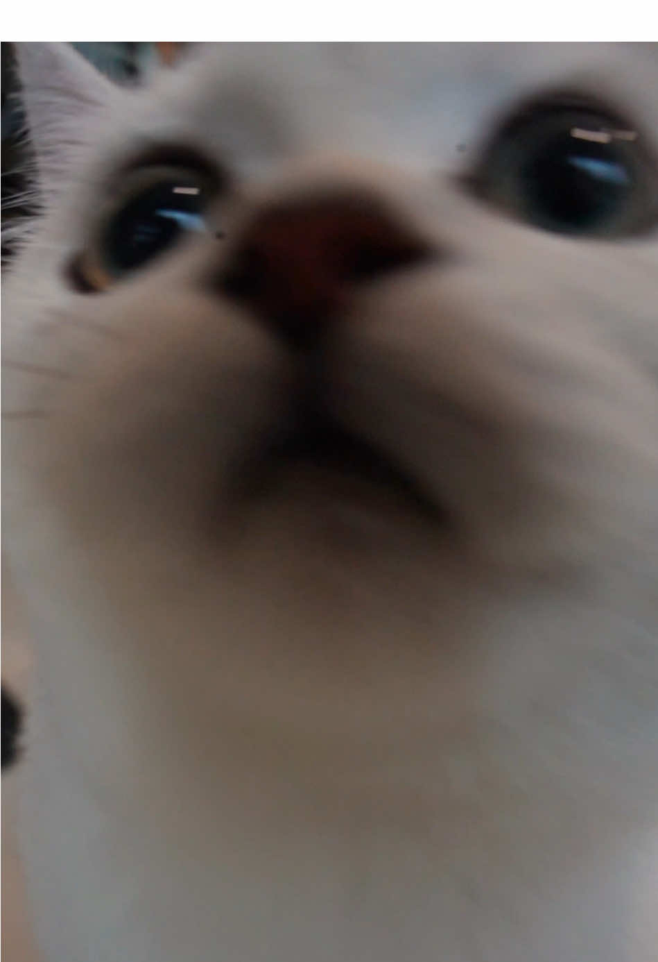 I’m calling the police,this is illegal levels of cute #cat #fyp #kitty #tiktok #cute 