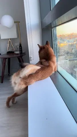 My 3PM routine: judging pedestrians #shibainu #shiba #puppy #puppytraining #puppydog #柴犬 