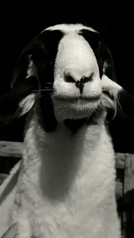 arjuna #domba #dombalokal #dombalokalsuper #dombalokalmagelang #cempe #cempelokal #dombasenilokal #magelang #magelang24jam #magelangkotasejutabunga #magelang24jamfyp #fyppppppppppppppppppppppp #fypシ゚ #fypシ゚viral🖤tiktok 