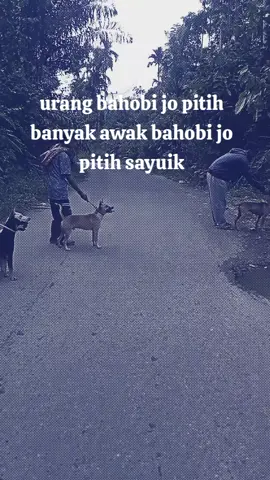 #porbimarenten #porbi_sumbar #porbi50kota #viral 