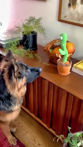 狗狗和跳舞💃🏻的仙人掌🌵#dog #funnyvideos #interesting #cute #pet 