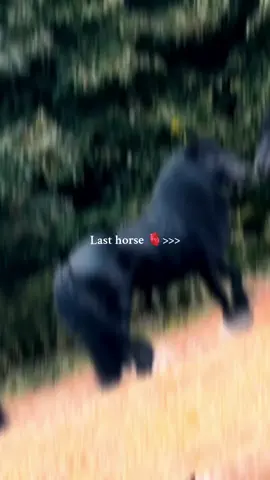 Watch Till End 🤌🙏❤️‍🩹 #horsevideo #blackwhitehorse #obssessed #creatorsearchinsights #horsewhisperer_hippophile 