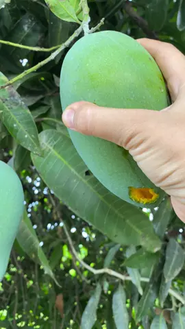 petik mangga masak pohon yang sudah keduluan diincip kelelawar. #farmlife #petaniindonesia #petanimuda 