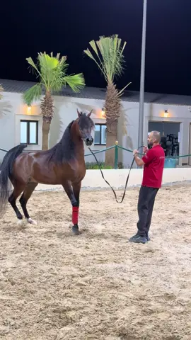 وصف الأبيات في فيديو 🩵 #خيل_وخياله🐎 #خيل #خيل_عربي #خيول #ترند #اكسبلور #اكسبلورexplore #شعر #قصيد 