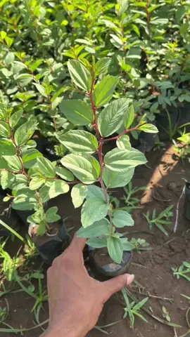 Stok terbaru Bisara Arab dengan keunggulan banyak manfaatnya🥰🌿
