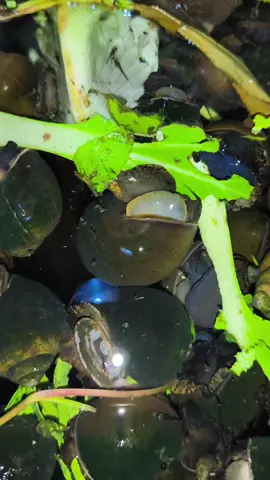 Thăm ốc đêm cùng em nha #nongdannuoiocbuouden #mohinhnuoiocbuouden #thuocchooc #nuoiocbebat #xuhuong 