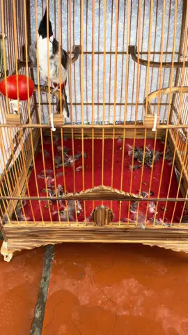 Cách chăm chim từ khi báo lông đến lúc đi giàn được #nguyenlamchimcanh #chaomao #chaomaobaydau #chaomaohotdau #toiyeudongvat❤ 