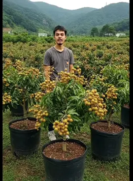 #bibitkelengkeng #beliditiktok #hargamurah 