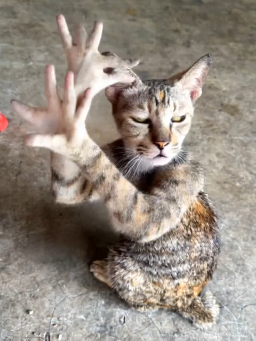mèo múa tay 🤣🤣🤣 #mewsuppasit  #viral #capcut #fyp #funny 